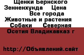 Щенки Бернского Зенненхунда  › Цена ­ 40 000 - Все города Животные и растения » Собаки   . Северная Осетия,Владикавказ г.